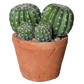 Buddy Barrel Cactus in Garden Pot