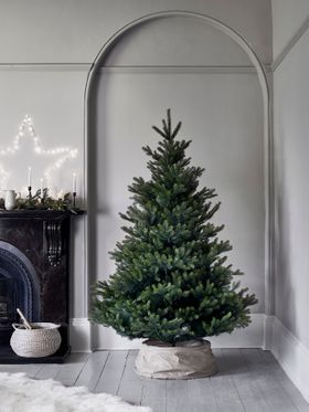 7ft Arlberg Fir Christmas Tree