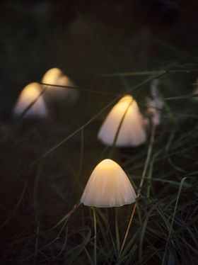 Illuminated Mushroom Lights in Garden Grass