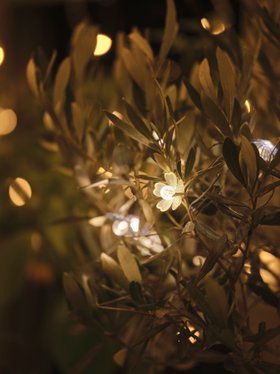 Glowing Spring Summer Evening Garden Flower Fairy Lights