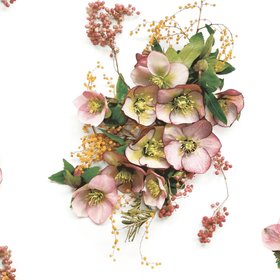 Hellebore Floral Wallpaper (Copy)
