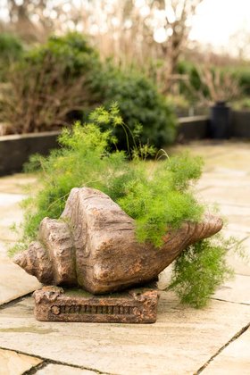 Large Shell Planter
