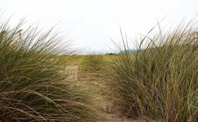 Tall Grass