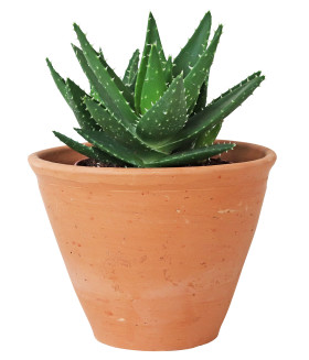Scaramanga  - Cactus and Succulent Terracotta Plant Pot, Large