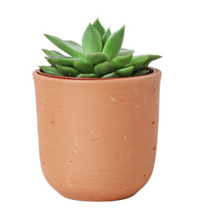 Scaramanga  - Succulent Terracotta Plant Pot – Small