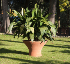 Vaso 'dessert' con aspidistra