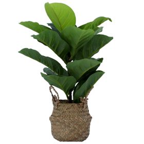 Faux Fiddle Leaf Fig in Rattan Basket, £22.99