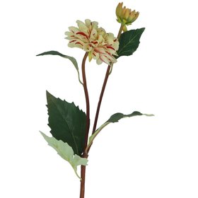 Green & Pink Striped Dahlia Spray, £7.49