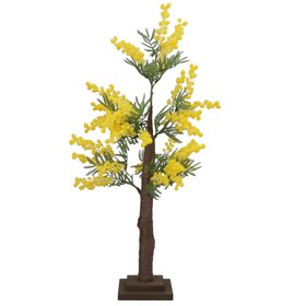 JAN '26: Mimosa Tree, 70cm, £41.99