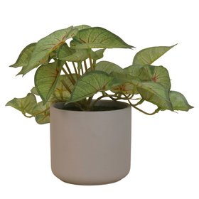 Faux Caladium in Pot, £12.99