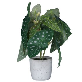 Faux Spotted Begonia in Pot, £16.99
