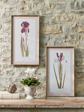 COX&COX Two Iris Framed Prints