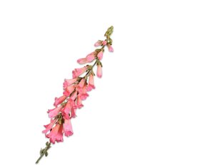 COX&COX Digitalis Spray - Pink 1152919
