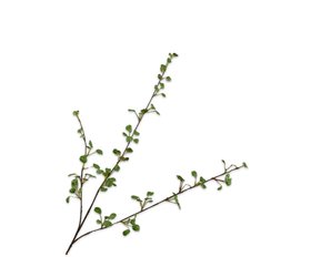 COX&COX Leaf Spray 1152924