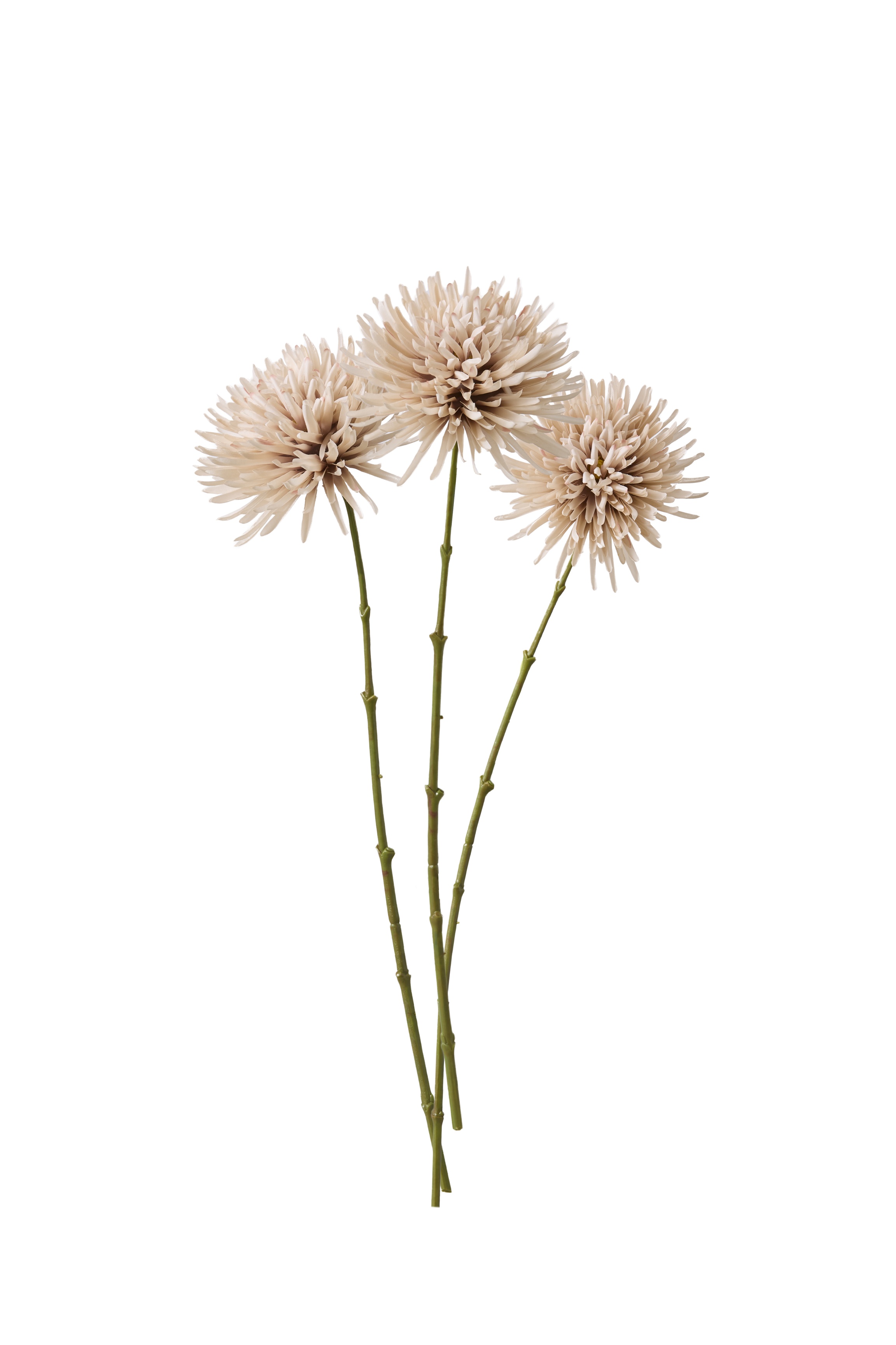 COX&COX Three Faux Chrysanthemum Stems - Mocha 1151227