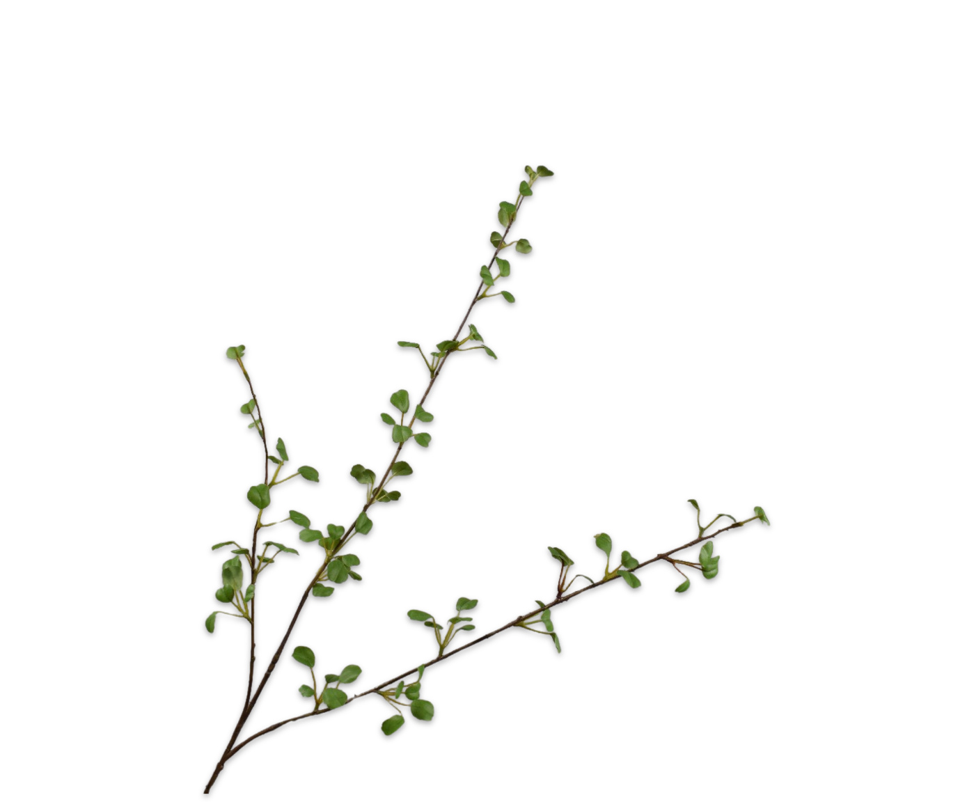 COX&COX Leaf Spray 1152924