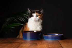 Reactive Glaze 2 Piece Cat Food Bowl & Saucer Set - Midnight Blue