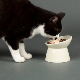 Icon Raised Cat Feeder Bowl & Saucer Set - Cream