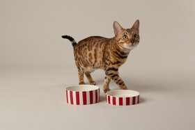 Amalfi Striped 2 Piece Cat Food Bowl & Saucer Set - Red