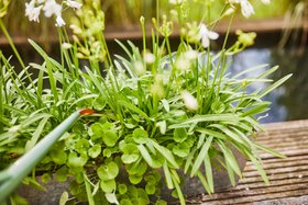 Compo BIO Aqua Depot Universaldünger