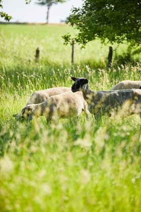 COMPO BIO Schafwolle Moods