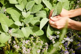 COMPO Kraeuter Moods