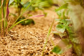 COMPO BIO Bodenschutz Pellets aufgequillt