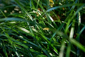 Compo Rasen Nahaufnahme