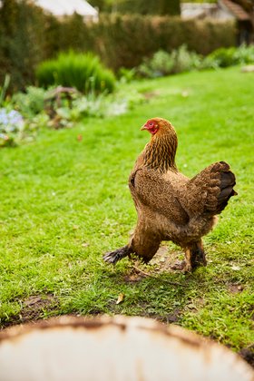 Compo Rasen mit Huhn