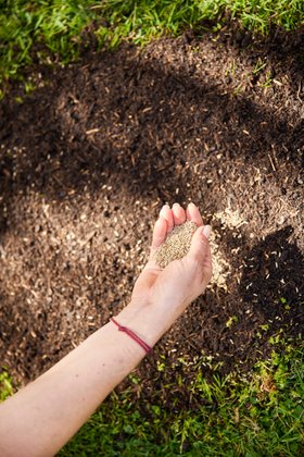 COMPO Turbo-Nachsaat Nahaufnahme