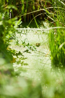 Compo Gartenteich M8A3304