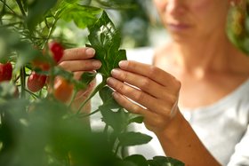 COMPO Frau untersucht die Tomatenpflanze nach Schädlingen