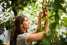 COMPO Tomaten ernten