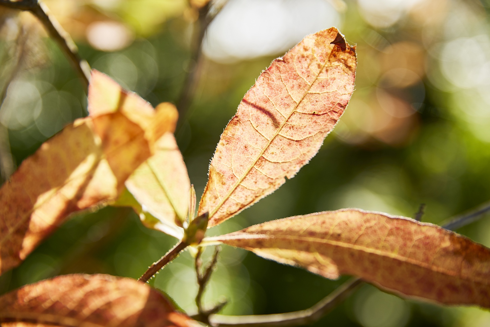COMPO Blätter im Herbst