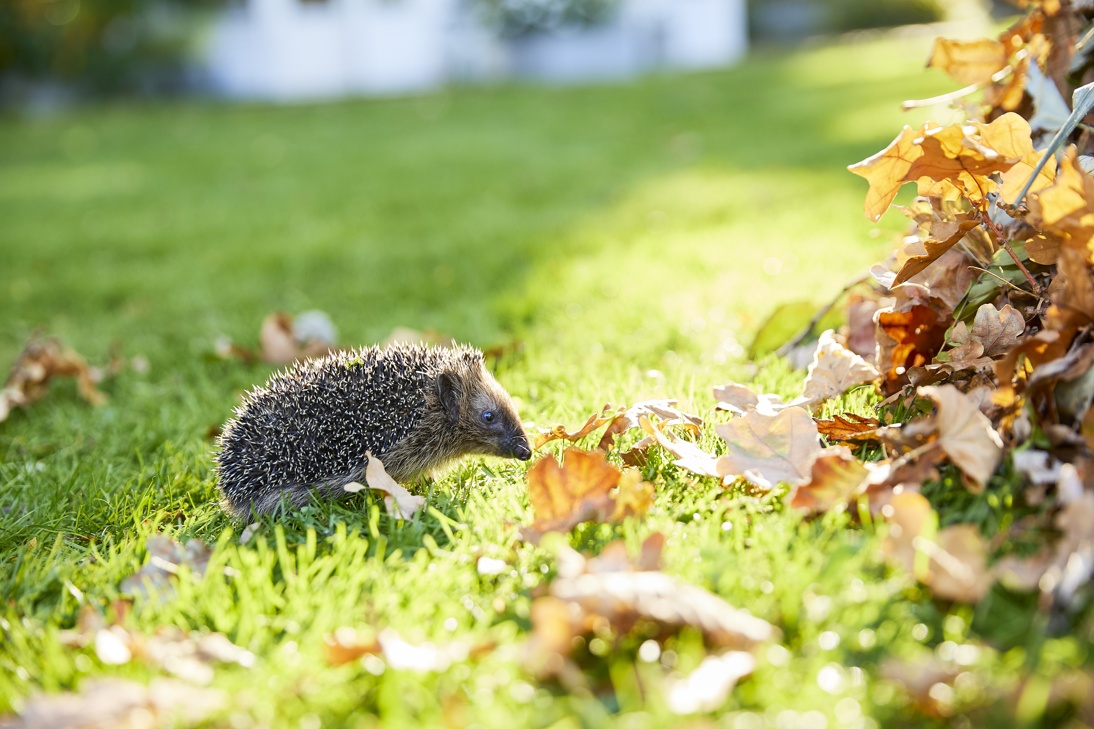 Compo Igel