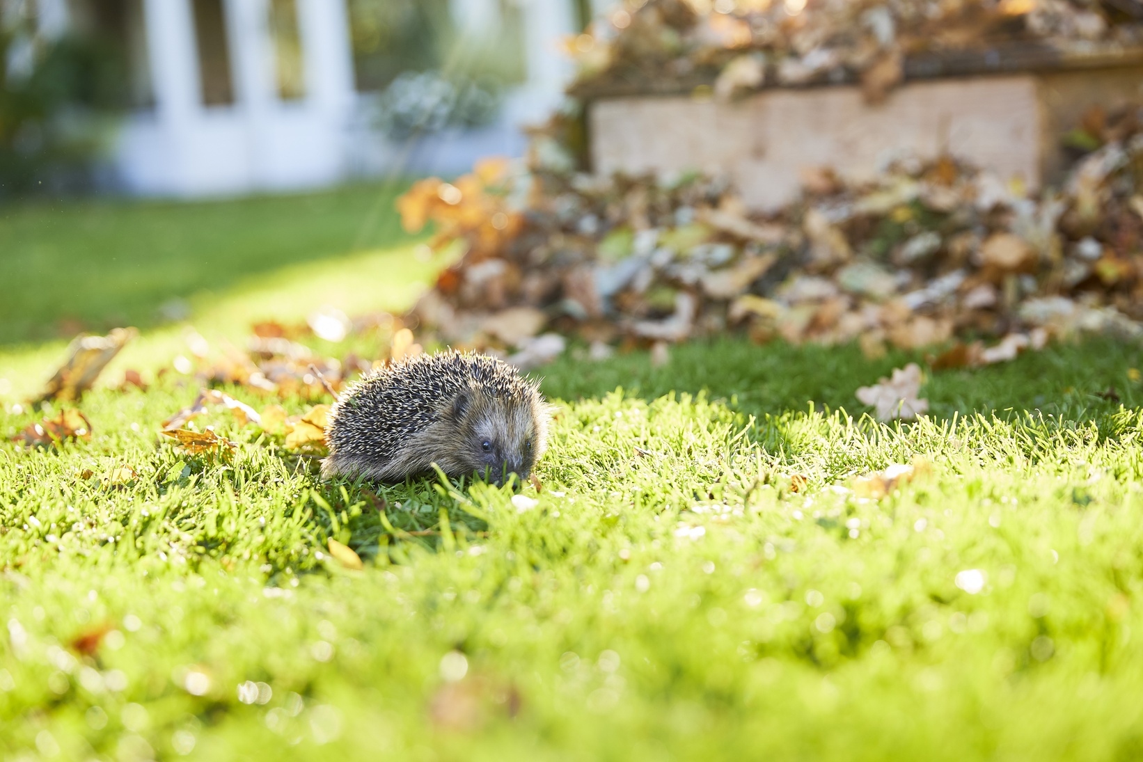 Compo Igel im Garten