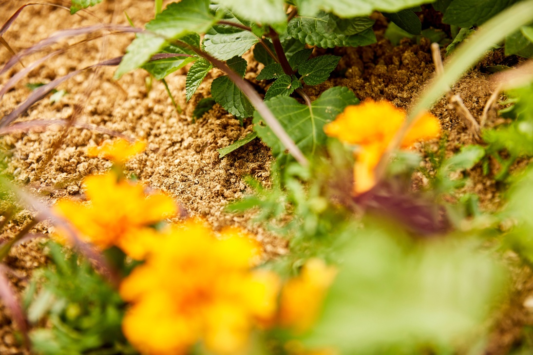 COMPO BIO Aqua Depot Bodenschutzpellets Mood R9A9920