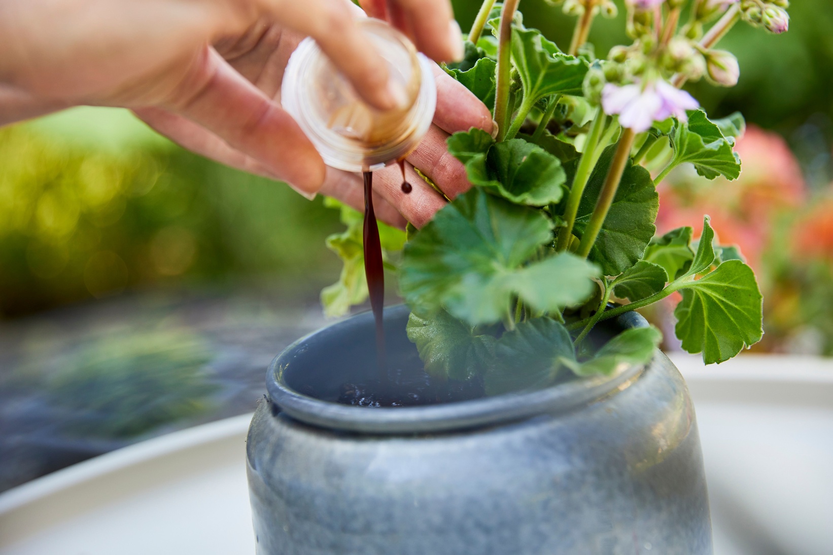 COMPO BIO READY TO USE Bluehpflanzenduenger R9A4795