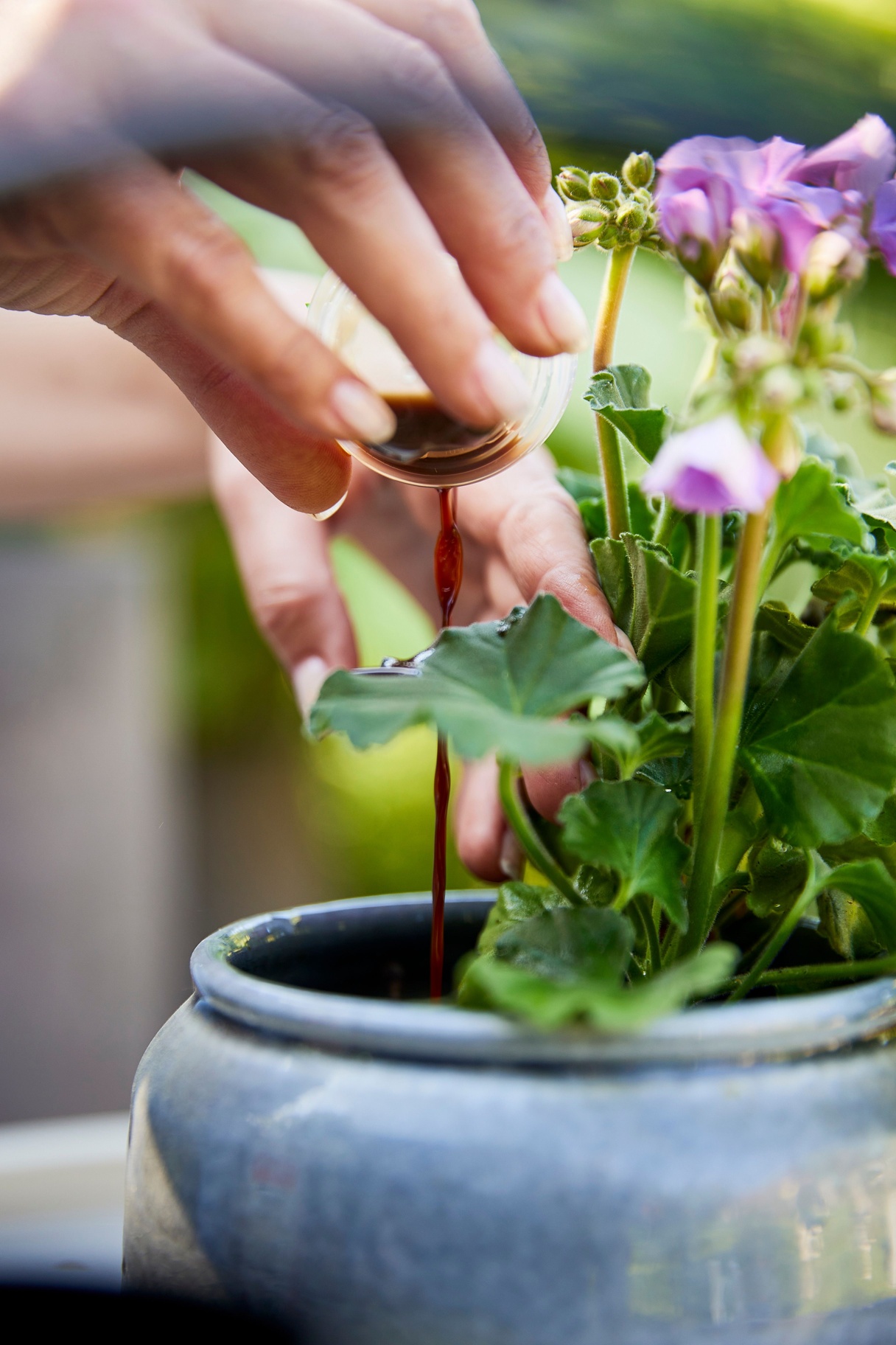 COMPO BIO READY TO USE Bluehpflanzenduenger R9A4778