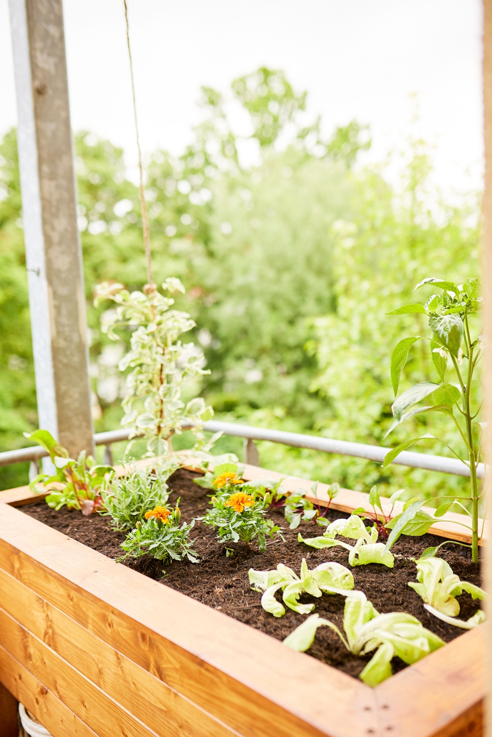 COMPO Hochbeet Mood R9A6107