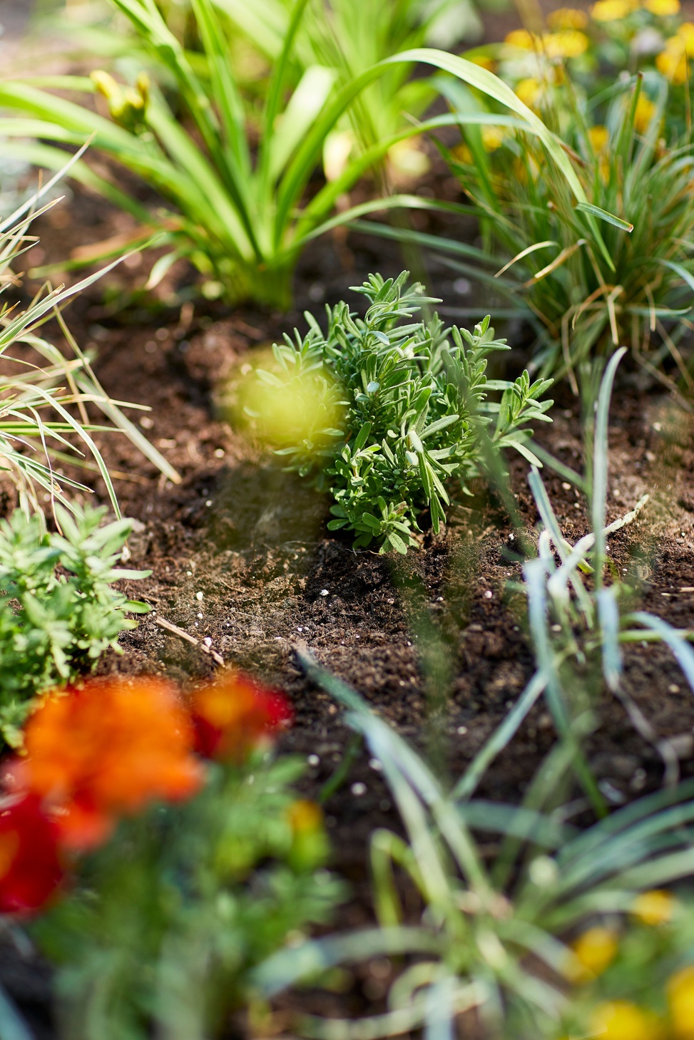 COMPO BIO Universal Duenger Mit Schafwolle R9A9139