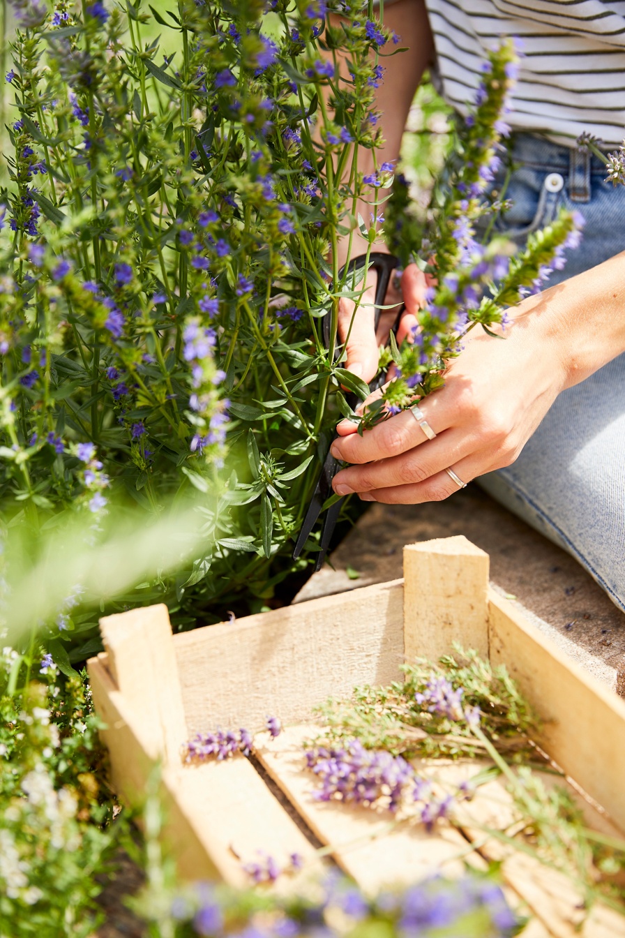 COMPO Kraeuter Moods M8A8171