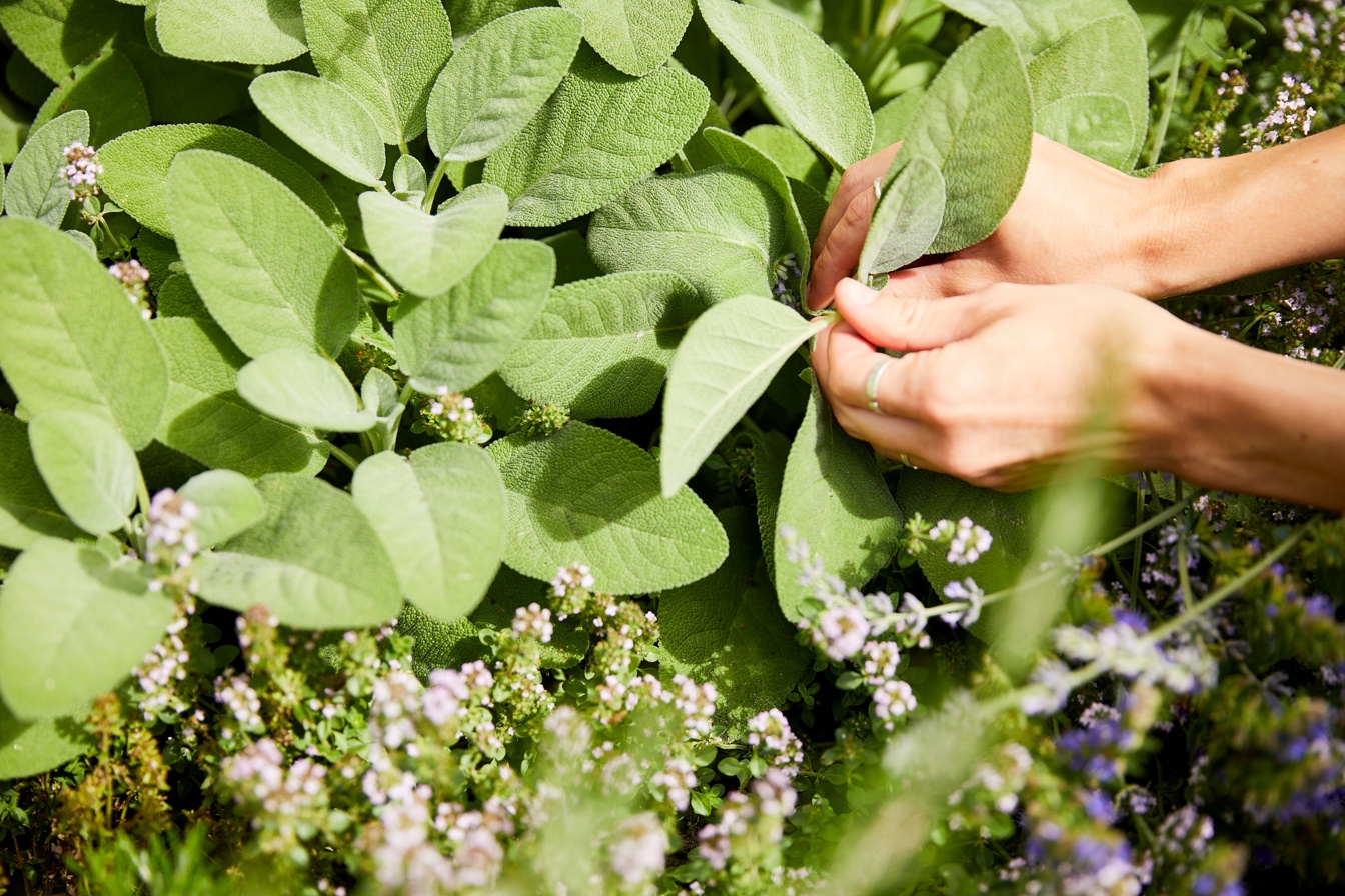 COMPO Kraeuter Moods M8A8179