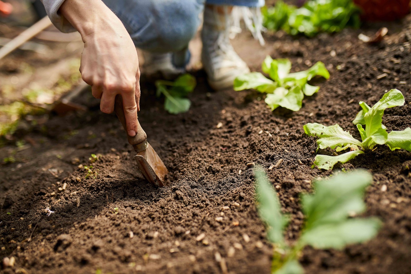 COMPO Moodbild Beetbepflanzung