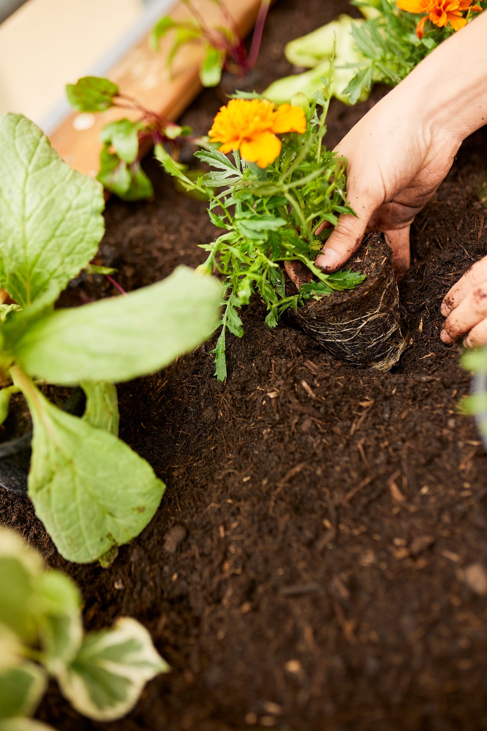 COMPO Moodbild Hochbeet R9A6050