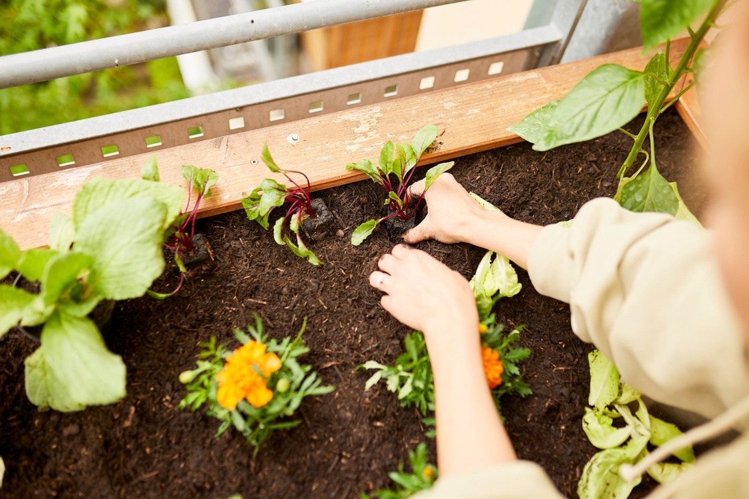 COMPO Moodbild Hochbeet R9A6059