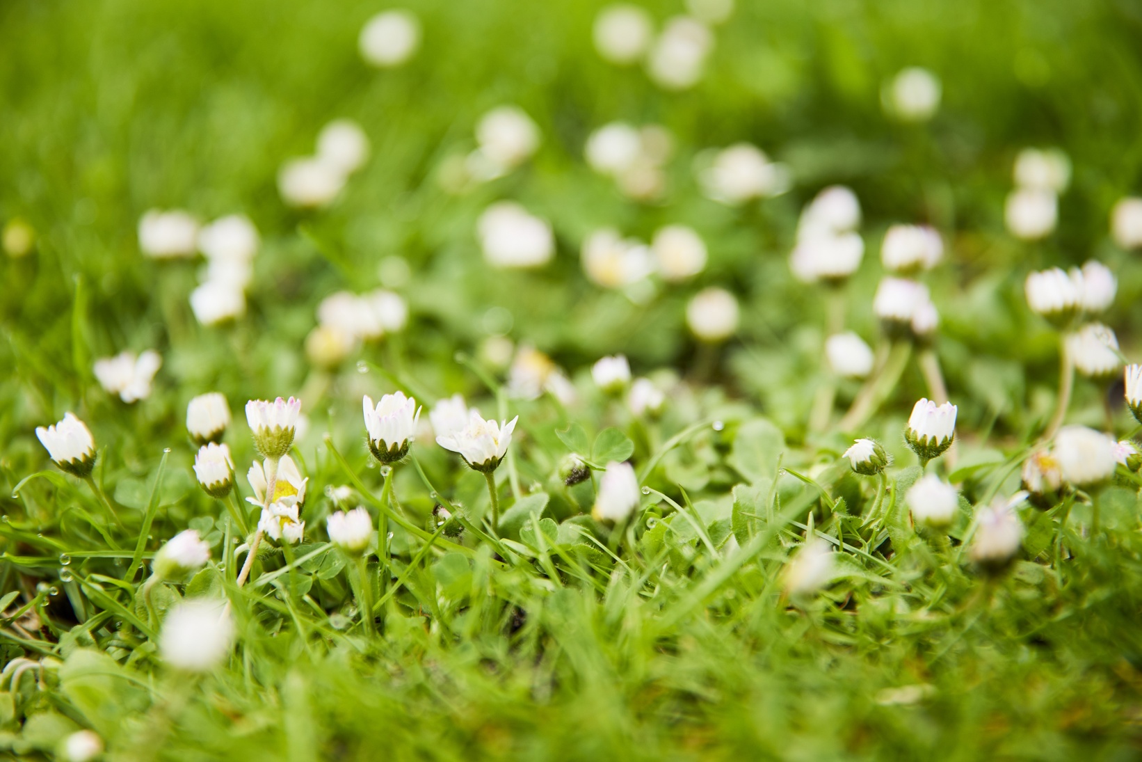 Compo Rasen Gänseblümchen