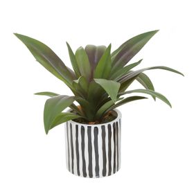  Agave Striped Planter -  Striped Plant in pot