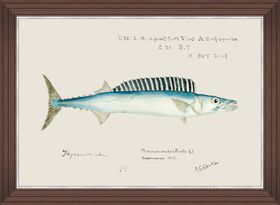 Mindthegap   Wall Art   Print   Sundance Villa   Mediterranean Fish   Barracuda By F Clark   Portrait