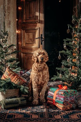 Elin Merino Wool Blankets Christmas Home Styling.jpg